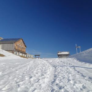 Gypaète au Col de la Colombière