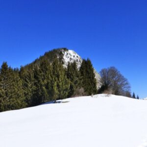 Crêt du Char - Sur les traces de la faune