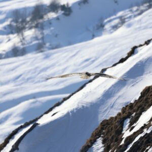 Pack découverte - Sorties ornithologie