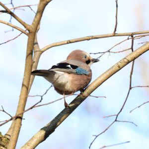 Séance unité - Sortie ornithologie