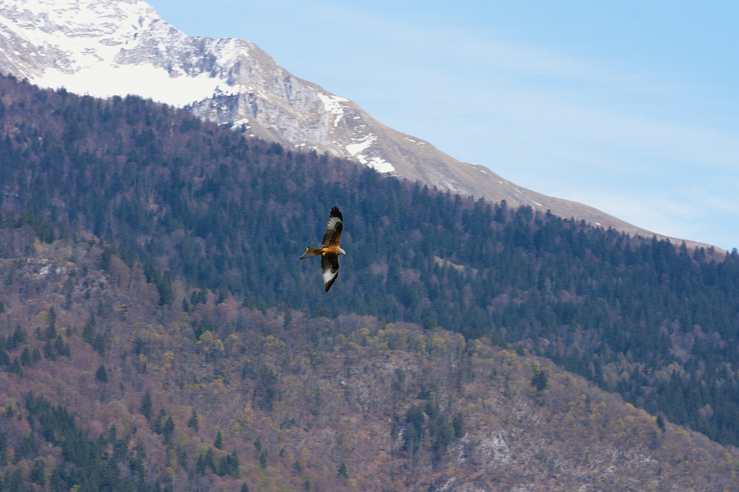 Sorties ornithologiques – balades et oiseaux