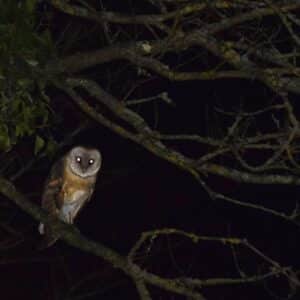 Rapaces Nocturnes / Hiboux - Annecy ou Chanaz