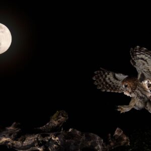 Rapaces Nocturnes et Hiboux - Annecy ou Chanaz