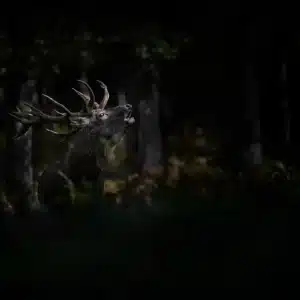 Brame du cerf