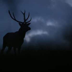 Brame du cerf et observation